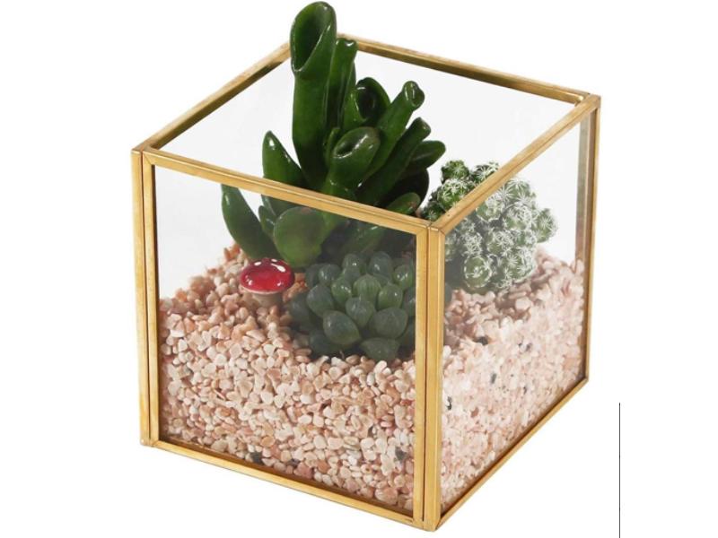 The Square Box Terrarium