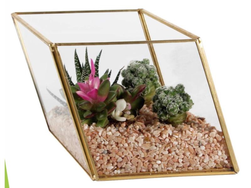 Zig Zag Box Terrarium