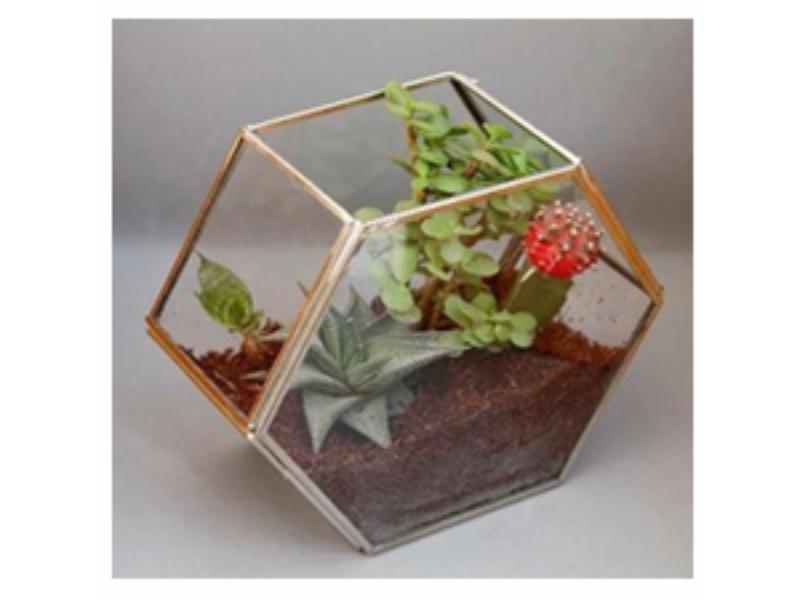 Octa Wall Terrarium