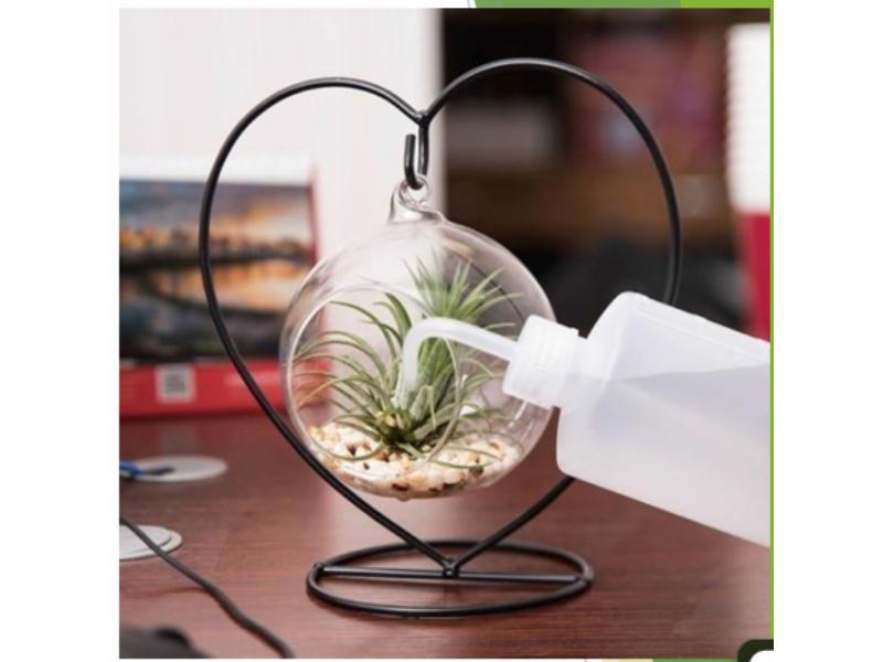 Heart Planter Terrarium