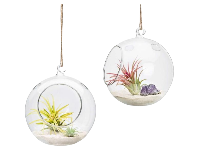 Terrarium Ball