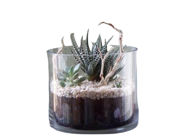 Terrarium