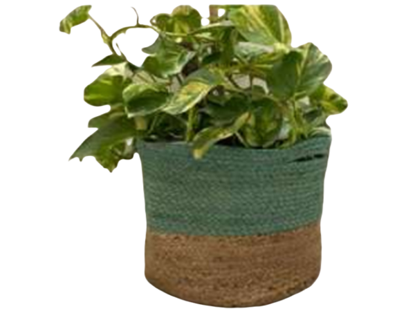 Jute Planters - Image 4